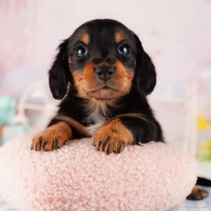 M.S 様のお迎えした子犬