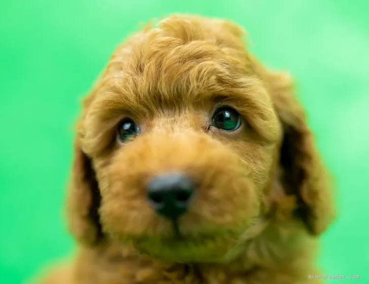 ID:2110-03004の子犬