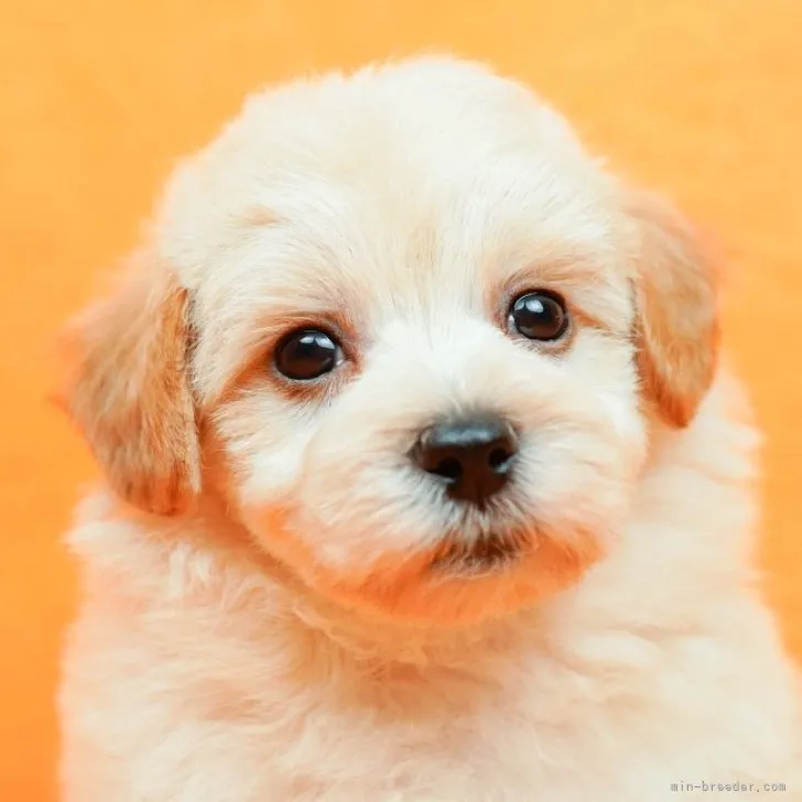 ID：2301-04876の子犬
