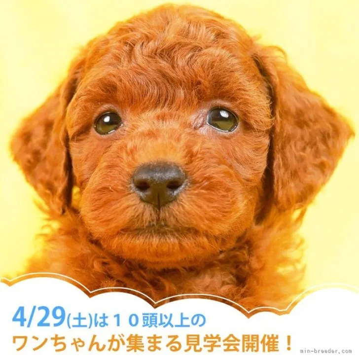 ID：2303-02719の子犬