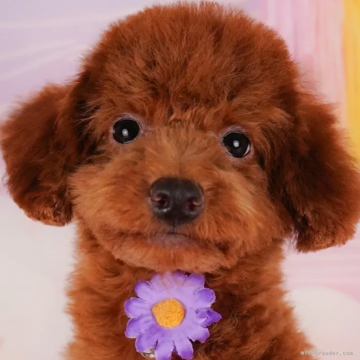 ID：2405-03003の子犬
