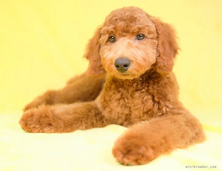 ID:2202-04068の子犬