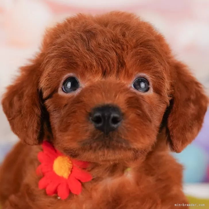 ID:2407-06134の子犬