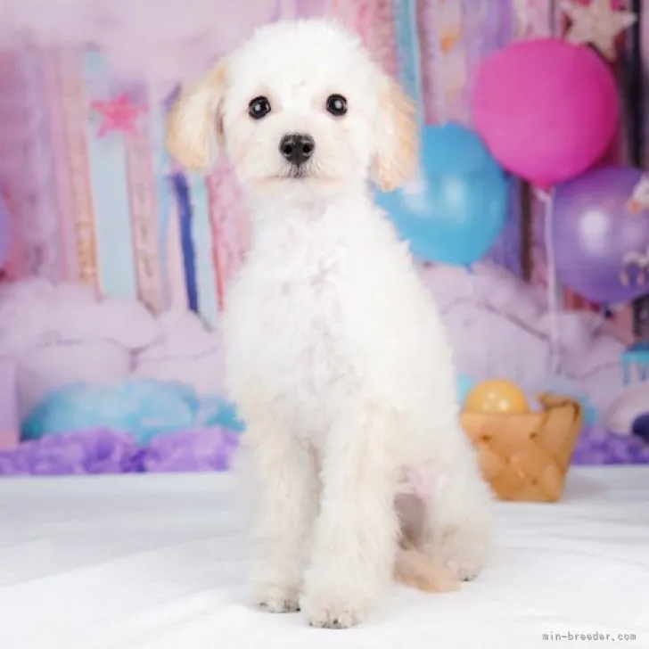 子犬をお迎えいただいたお客様の声(口コミ・評判) 全117,662件中