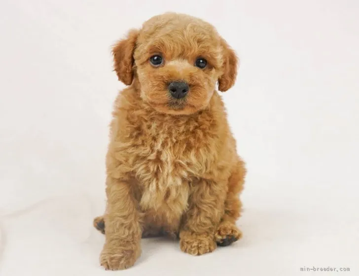 ID：2202-03649の子犬