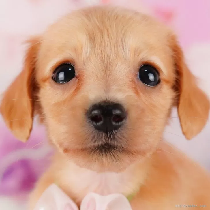 ID:2410-00608の子犬