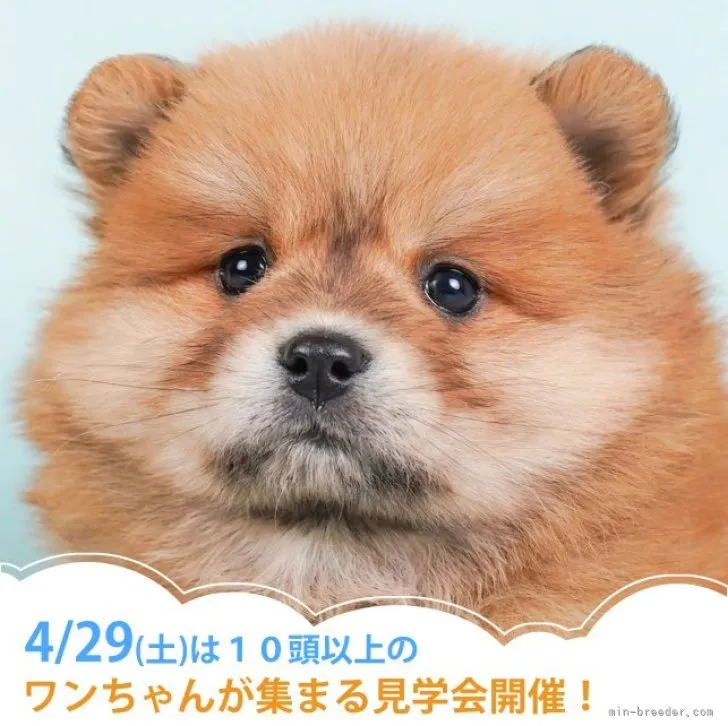 ID：2303-04897の子犬