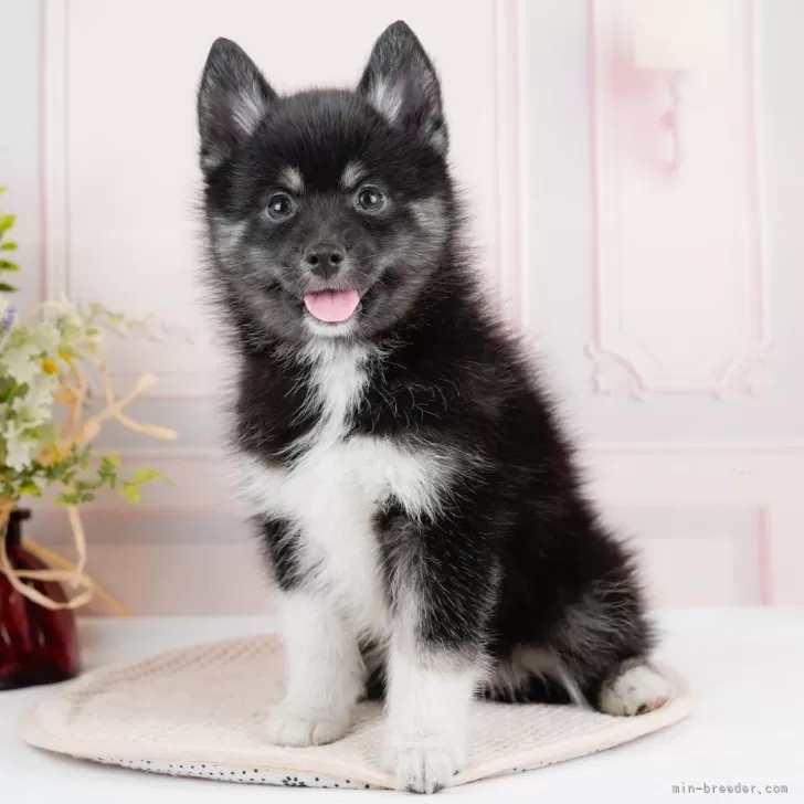 ぐーにー 様のお迎えした子犬