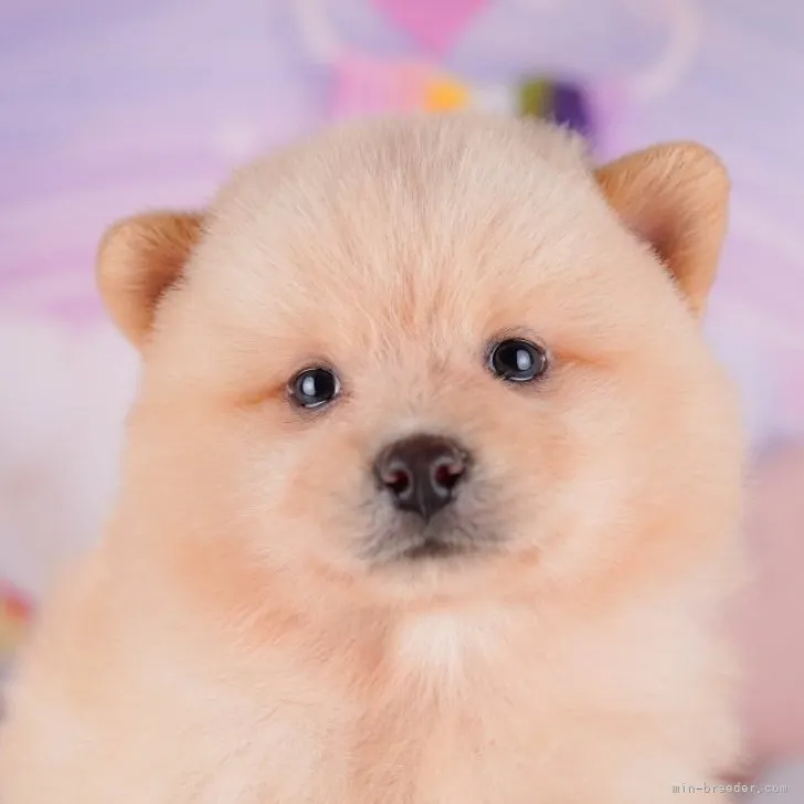 ID:2310-03575の子犬
