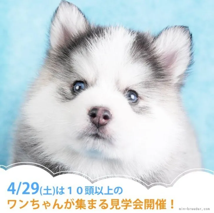 ID:2303-02723の子犬