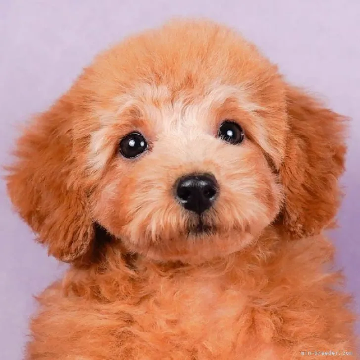 ID：2305-05589の子犬