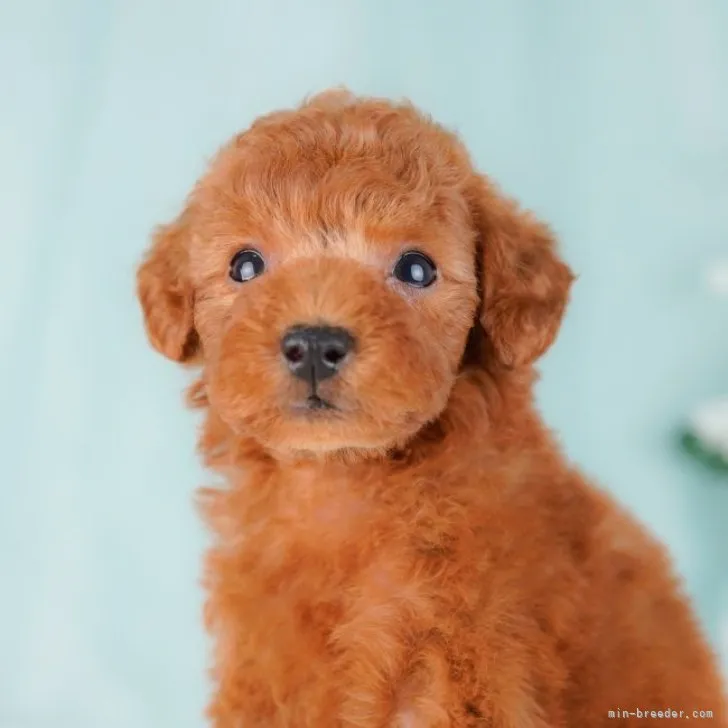 ID：2307-00708の子犬