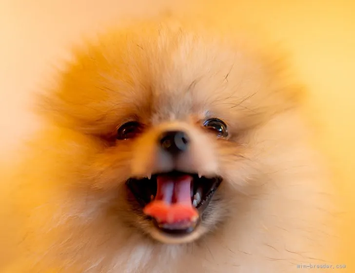 ID:2110-02069の子犬