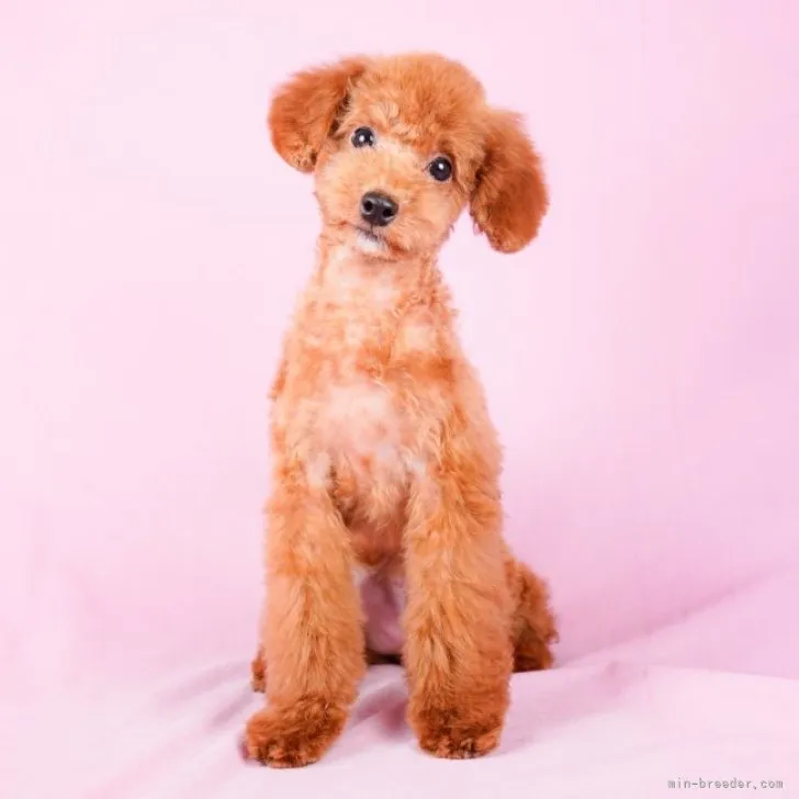 ID：2305-00650の子犬