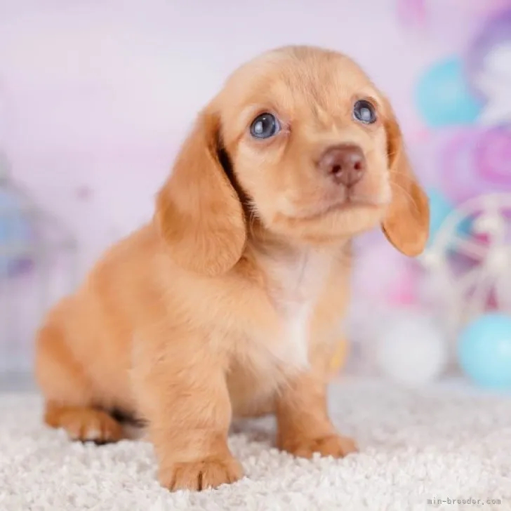 S.K 様のお迎えした子犬