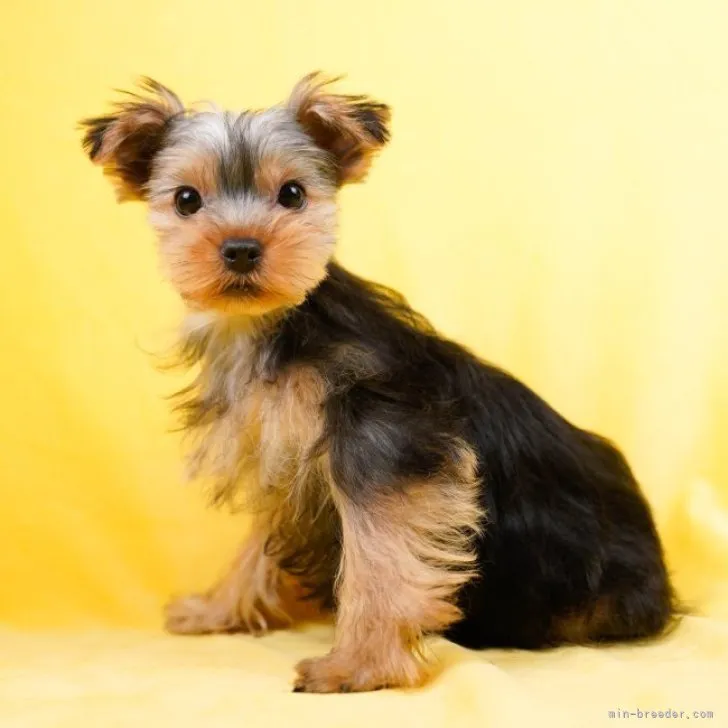 ID:2302-03897の子犬