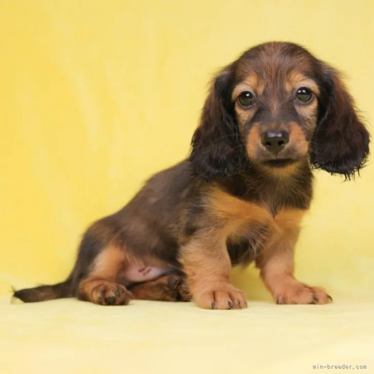 ID：2209-02433の子犬