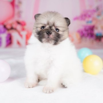 ポメラニアン【東京都・男の子・2023年6月14日・パーティー】の写真「総額表示！元気いっぱいもふもふボーイ☆彡」