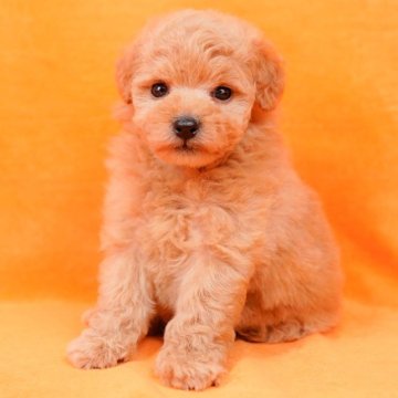 トイプードル(トイ)【東京都・女の子・2022年11月19日・アプリコット】の写真「キラキラ瞳でスーパーキュート☆」