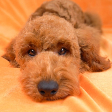 トイプードル(トイ)【東京都・男の子・2022年1月1日・レッド】の写真「10キロほどのミニチュアサイズになる予想です！」