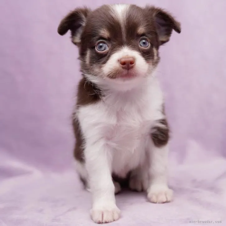 ID:2212-01213の子犬