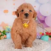 トイプードル(トイ)【東京都・男の子・2024年9月10日・レッド】の写真2「会った時にはもう少しお兄さんになってるワン🌸」