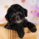 トイプードル(トイ)【東京都・男の子・2024年8月22日・シルバー】の写真2「会った時にはもう少しお兄さんになってるワン🌸」