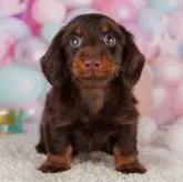 カニンヘンダックスフンド(ロング)【東京都・男の子・2023年11月12日・チョコタン】の写真2「12/28撮影(生後46日)」