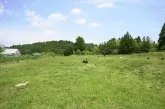チワワ(ロング)【東京都・男の子・2024年8月21日・ブラック&タン】の写真5「本犬舎の運動場では両親犬ちゃんが元気いっぱいに遊んでおります🎵」