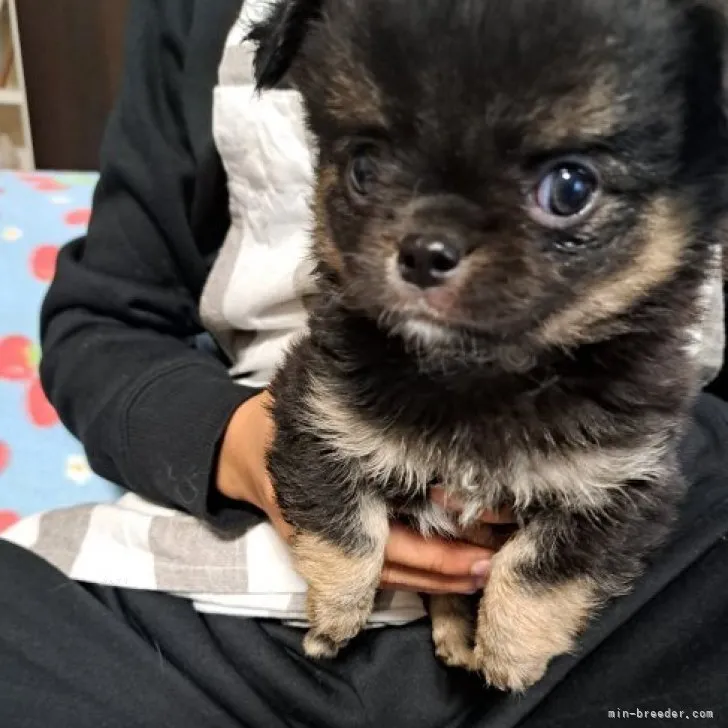 ID：2311-03174の子犬