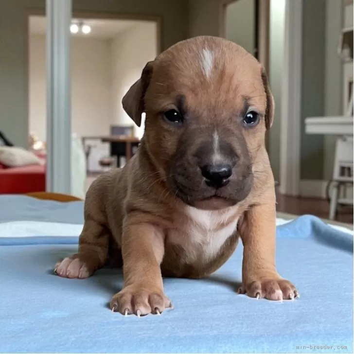 アメリカンピットブルテリア【群馬県・男の子・2025年9月16日・レッドオレンジ系】の写真1