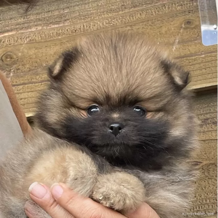 ポメラニアン【群馬県・男の子・2025年9月21日・オレンジセーブル】の写真1