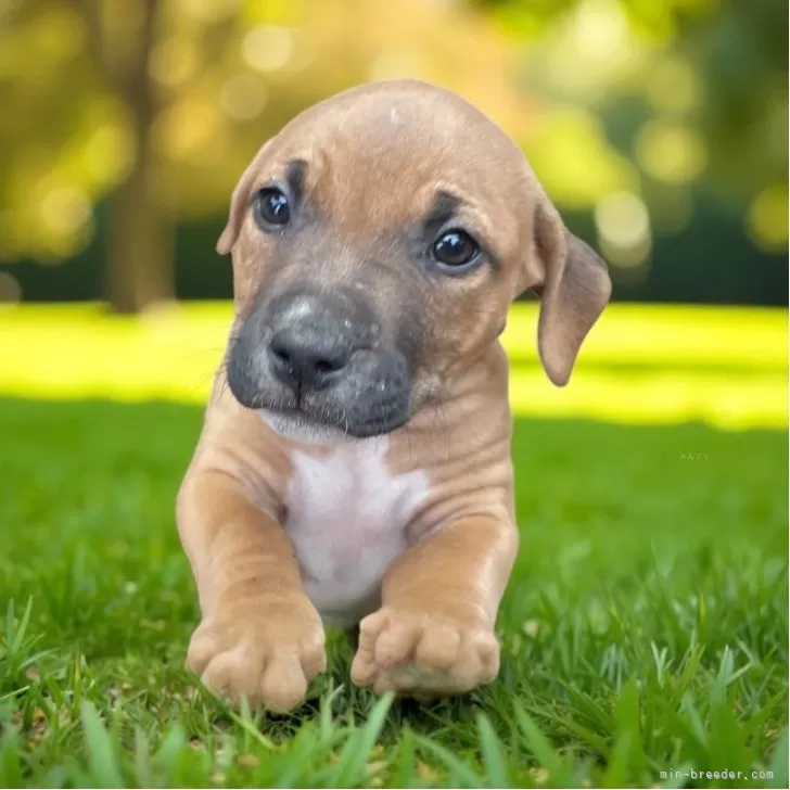 アメリカンピットブルテリア【群馬県・女の子・2025年9月16日・レッドオレンジ】の写真1