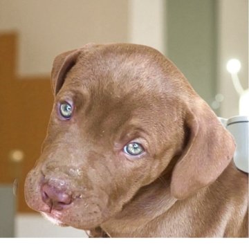 アメリカンピットブルテリア【群馬県・女の子・2025年9月19日・シャンパンゴールド系】の写真「神秘的な瞳　際立つ美しいコート」