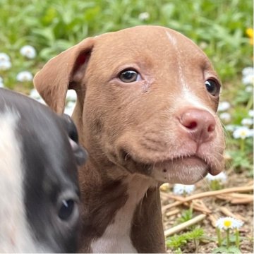 アメリカンピットブルテリア【群馬県・女の子・2025年8月18日・ブロンズ】の写真「血統優秀 健全で健康 美しいコート可愛💕💕女子」