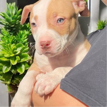 アメリカンピットブルテリア【群馬県・男の子・2025年3月21日・ライラック系(クリーム】の写真「外産直子 血統優秀 リアル ゲーターピット(2」