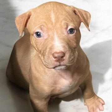 アメリカンピットブルテリア【群馬県・女の子・2025年3月6日・イェロー】の写真「希少　純粋ヤンキーテリア  コルビーピット」