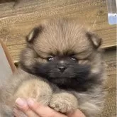 ポメラニアン【群馬県・男の子・2025年9月21日・オレンジセーブル】の写真1