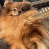 ポメラニアン