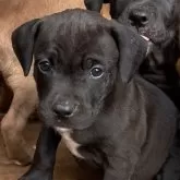 アメリカンピットブルテリア【群馬県・男の子・2025年9月16日・マホガニーブラック】の写真1