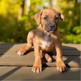 アメリカンピットブルテリア