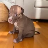 アメリカンピットブルテリア【群馬県・女の子・2025年8月16日・ブロンズ】の写真11