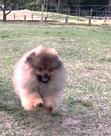 ID：2104-00237の子犬