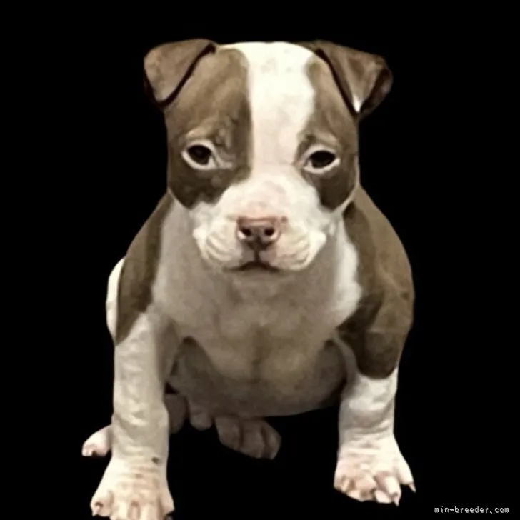 ID：2212-04929の子犬