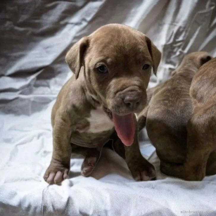 ID：2303-00623の子犬