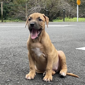 アメリカンピットブルテリア【群馬県・女の子・2024年7月29日・イェローレッド】の写真「理想的な体型　活力があり生命力のあるヤンキーテリア」