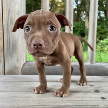 アメリカンピットブルテリア【群馬県・男の子・2023年6月10日・シャンパンゴールド】の写真「希少 シャンパンゴールド　小ぶり つぶらな瞳💕　」