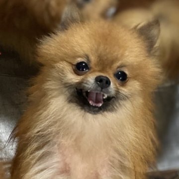 ポメラニアン【群馬県・男の子・2022年1月5日・オレンジ】の写真「好感度抜群！フレンドリー笑顔王子💕チャンピオン直子」