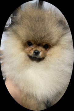 ポメラニアン【群馬県・男の子・2021年12月24日・オレンジ】の写真「外産系モフモフたぬき顔ショースペック小ぶり男子」