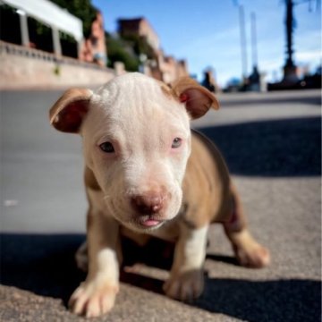 アメリカンピットブルテリア【群馬県・女の子・2023年9月21日・クリームベージュ&ホワイト】の写真「希少 神秘的な瞳/ブルーグリーンアイ 💕」